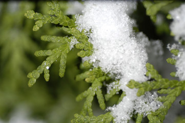 snow on thuja