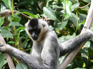 white cheeked monkey