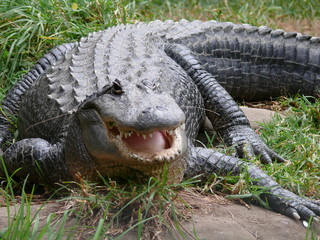 crocodile or alligator? © susan flashman