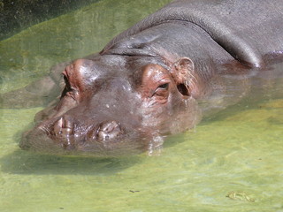 hippo