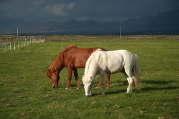 two horses