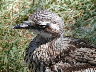 curlew