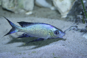 nestpflege