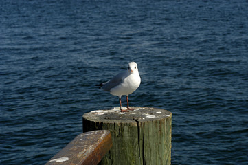 seagull