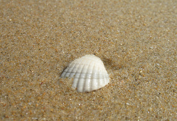 white shell