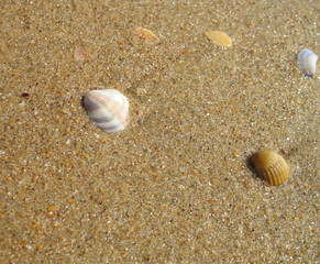 shells