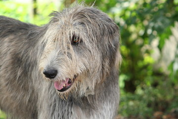 hund im garten