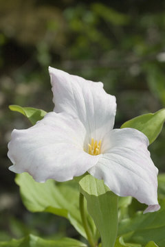 white trillium