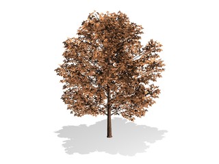 arbre et feuilles brunes d'automne