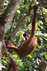 orang outan suspendu par une seule main