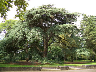 cèdre