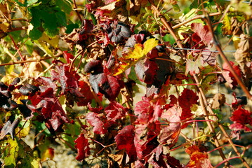 vigne rouge