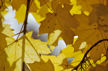 autumnal leaves in sun rays