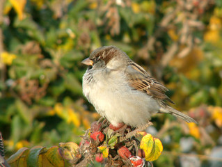 sparrow