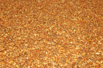 leaves #4