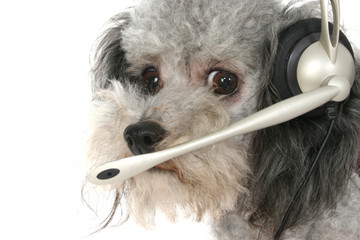 customer service poodle