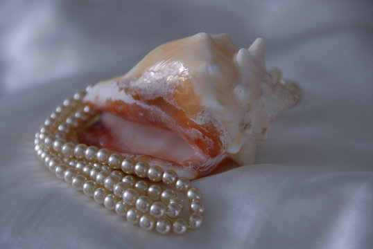 muschel - schnecke mit perlenkette