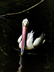 pelican