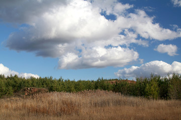 grass,forest and sky