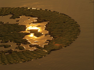lotus leaf