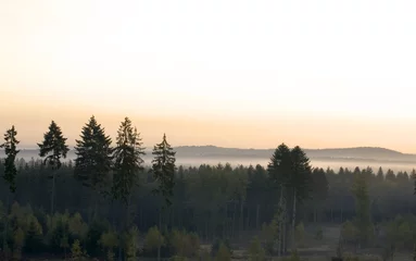 Foto auf Acrylglas Wald im Nebel Wald am Morgen