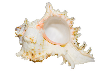 nacreshell