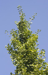 ginkgo biloba