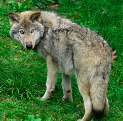 young gray wolf