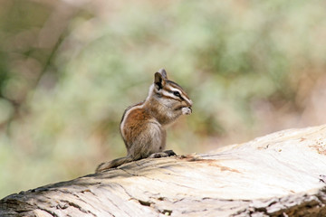 lodgepole chipmunk