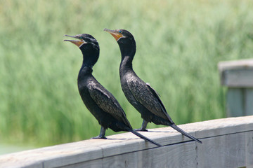 neotropic cormorants