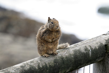 ground squirrel posing