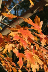maple tree branch in fall