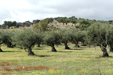 portugal, alentejo: olive tree © TMAX