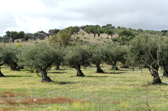 portugal, alentejo: olive tree