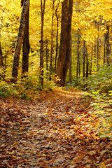 Obraz premium fall in forest