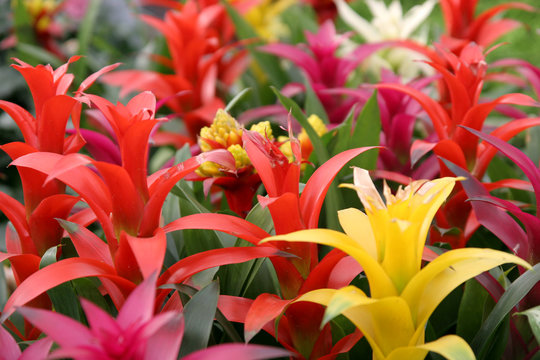 guzmania
