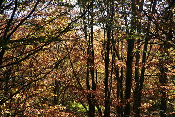 autumn forest