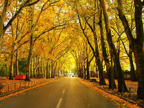herbststimmung / allee