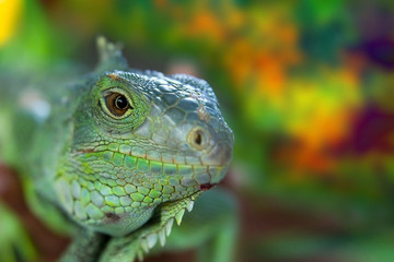 green iguana