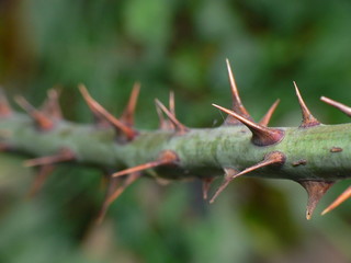 rosier branche