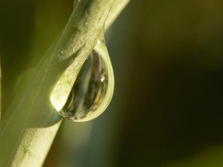 goutte sur branche