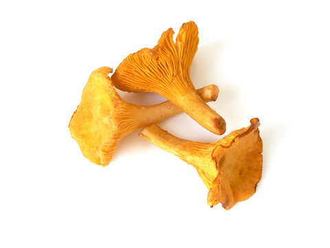 girolles 4