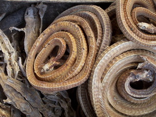 dry snakes and lizards-tradition chinese medicine