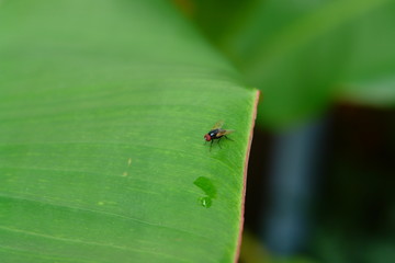 mouche