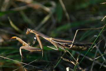 braune fangschrecke 4