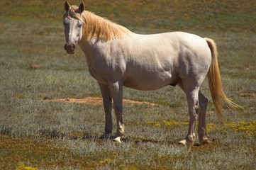 Obraz premium white stallion horse in a field