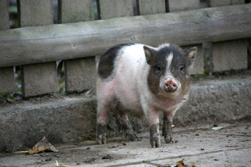 schweinerei