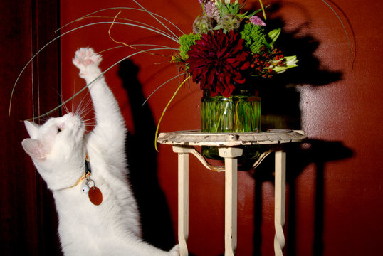naughty kitty