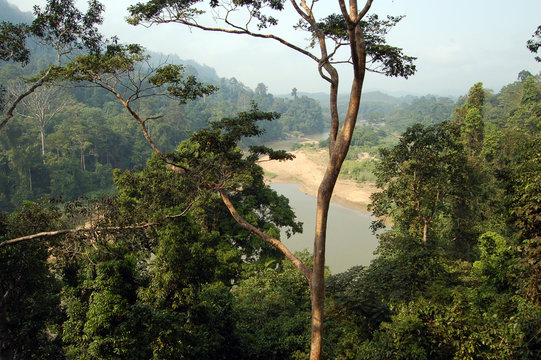 taman negara - forest view