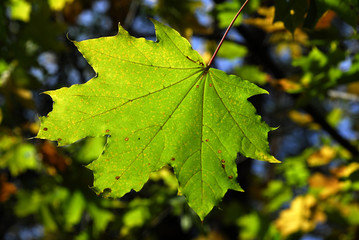 feuille d'arbre